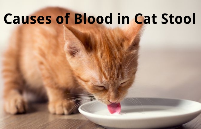 Causes of Blood in Cat Stool