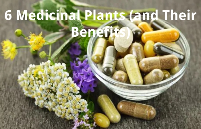 6 Medicinal Plants (and Their Benefits)